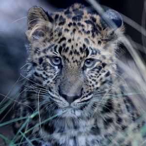 Image post by @sandiegozoo on Instagram