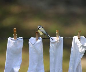 Image post by @rspb on Instagram