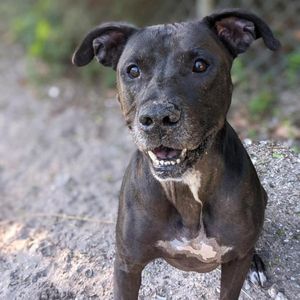 Image post by @suncoasthumane on Instagram