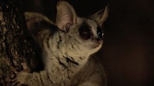 Video post by @bbcearth on YouTube