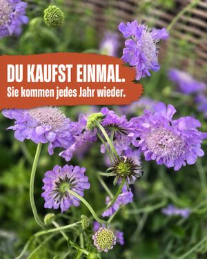 Image post by @oldenburgerwohngarten on Instagram