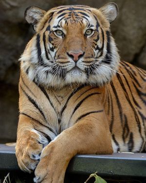 Image post by @sandiegozoo on Instagram