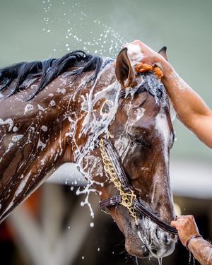 Image post by @kentuckyderby on Instagram