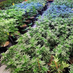 Image post by @TheGrowDoctorOklahoma on Facebook