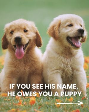 Image post by @solidgoldpets on Instagram