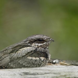 Image post by @rspb on Instagram