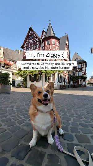 Video post by @ziggy_thecorg on TikTok