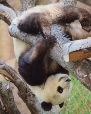 Image post by @sandiegozoo on Instagram