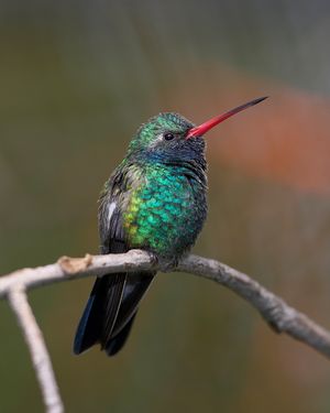 Image post by @sandiegozoo on Instagram
