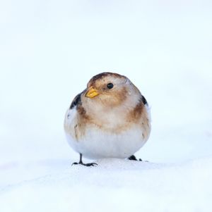 Image post by @rspb on Instagram