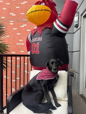 Image post by @barstoolgamecocks on Instagram