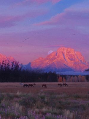 Image post by @diamondcrossranch on Instagram