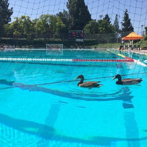 Image post by @pacificwaterpolo on Instagram