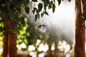 Image post by @walter_decarvalho on Instagram