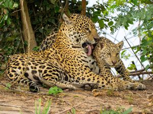 Image post by @animalplanet on Instagram