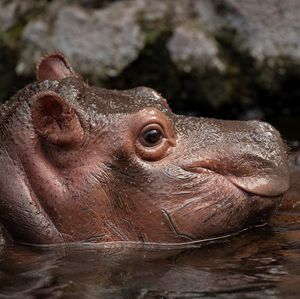 Image post by @sandiegozoo on Instagram