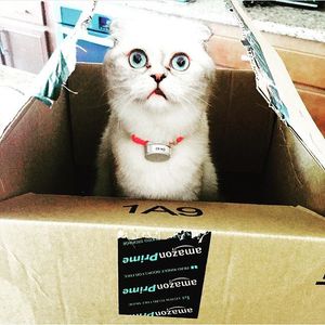 Image post by @amazon on Instagram