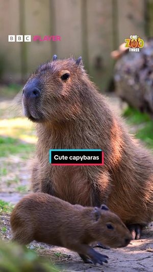 Video post by @cbbc on TikTok