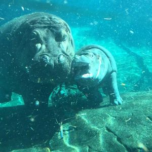Image post by @sandiegozoo on Instagram