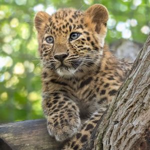 Image post by @sandiegozoo on Instagram