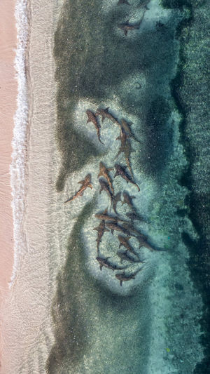Video post by @bbcearth on TikTok