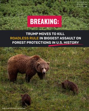 Image post by @centerforbiodiv on Instagram