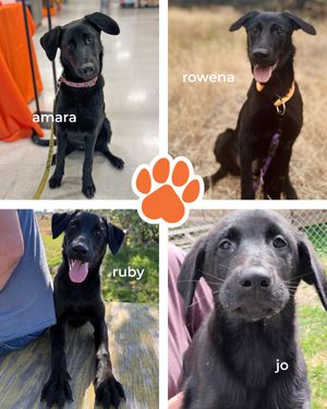 Image post by @spokhumanesoc on Instagram