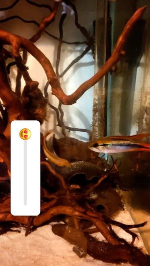 Video post by @aqualupi on Instagram