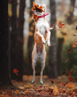 Image post by @pupcorntreats on Instagram