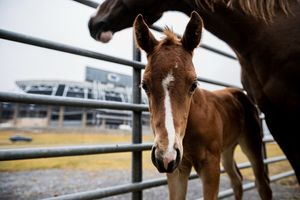 Image post by @pennstate on Instagram
