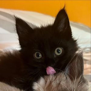 Image post by @brunrik.and.pyrene.ragdolls on Instagram