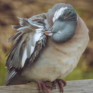 Image post by @animalplanet on Instagram