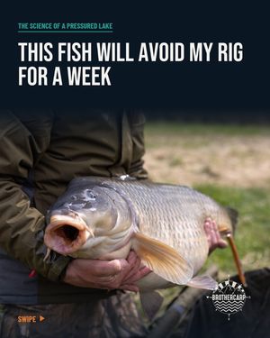 Image post by @brothercarp on Instagram