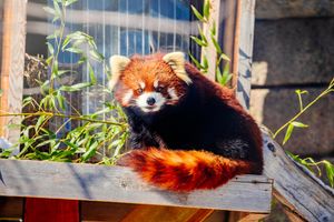 Image post by @tulsazoo on Instagram