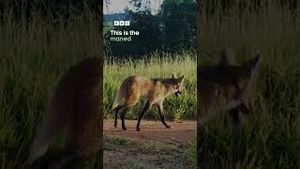 Video post by @bbcearth on YouTube