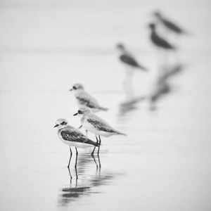 Image post by @dhritimanlahiri on Instagram