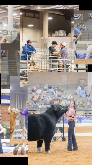 Video post by @AmericanRoyalLivestock on Facebook