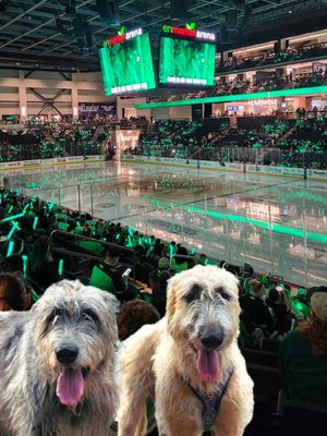Image post by @thesavannahwolfhound on Instagram