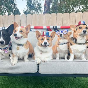 Image post by @ziggythecorg on Facebook