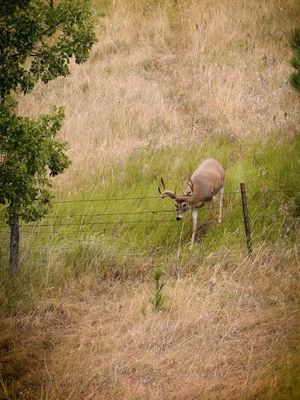 Image post by @realtreeoutdoors on Instagram
