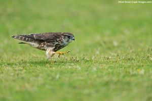 Image post by @rspb on Instagram