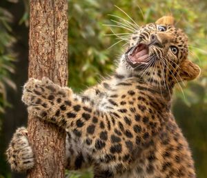 Image post by @sandiegozoo on Instagram