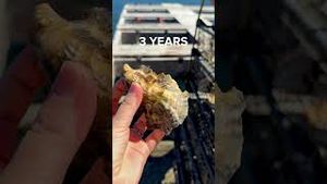 Video post by @buzzfeedtasty on YouTube