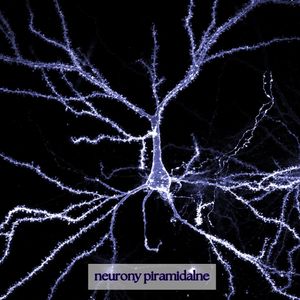 Image post by @neurochirurg_litak on Instagram