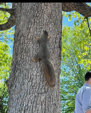 Image post by @squirrels.mizzou on Instagram