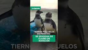 Video post by @laopinionla on YouTube