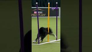 Video post by @foxsports on YouTube