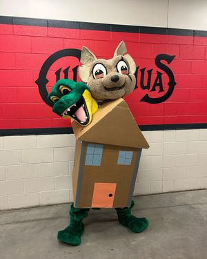 Image post by @chico_epchihuahuas on Instagram