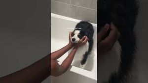 Video post by @lizaotovo on YouTube