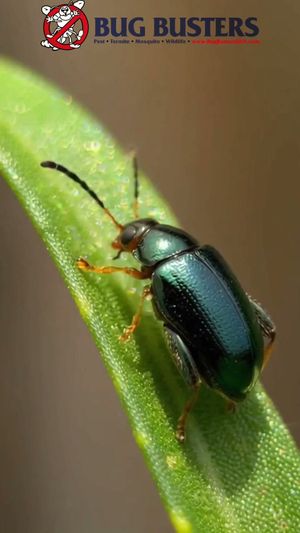 Video post by @bugbustersusa on TikTok